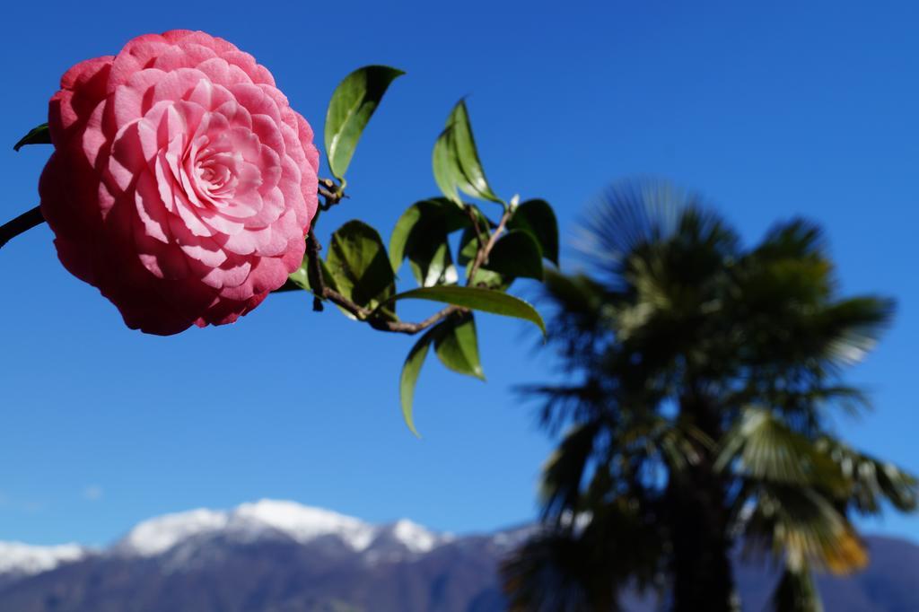 Casa Eva Apartment Ronco sopra Ascona Екстериор снимка